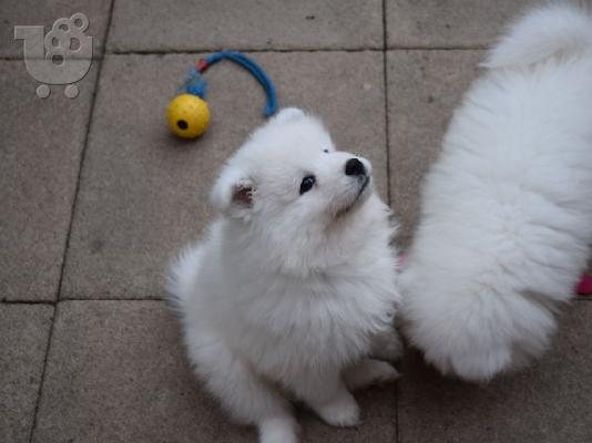 PoulaTo: Πωλούνται κουτάβια Samoyed Nice.
