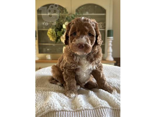 PoulaTo: Αξιολάτρευτα κουτάβια labradoodles