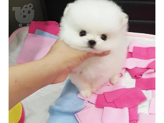 PoulaTo: λευκό μίνι πομεράνια  /  pomeranian mini