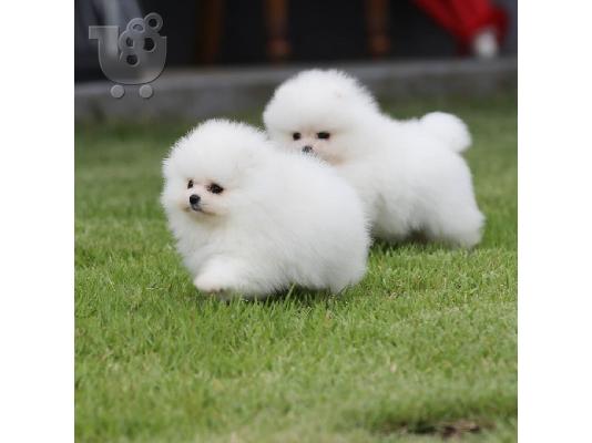 Προσφορά χαριτωμένων κουταβιών Pomeranian