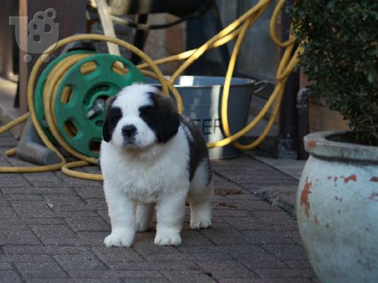 Διαθέσιμα κουτάβια Saint Bernard