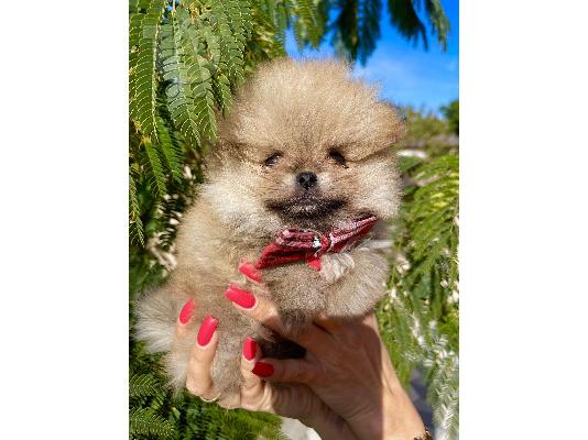 Ένα όμορφο καθαρόαιμο Pomeranians