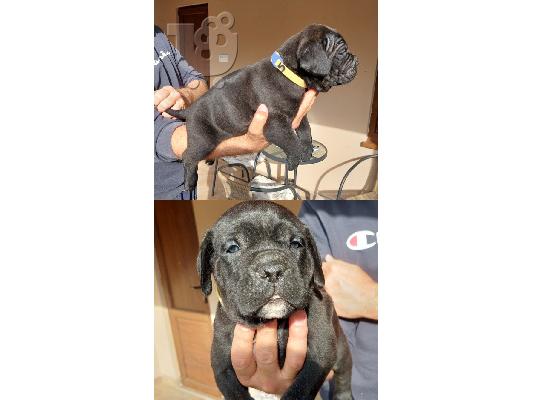 Cane Corso κουτάβια προς πώληση