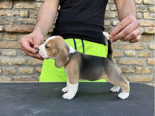 Κορυφαία κουτάβια beagle από τους γονείς της έκθεσης...