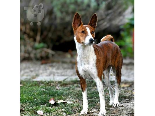 Basenji κουτάβια προς πώληση