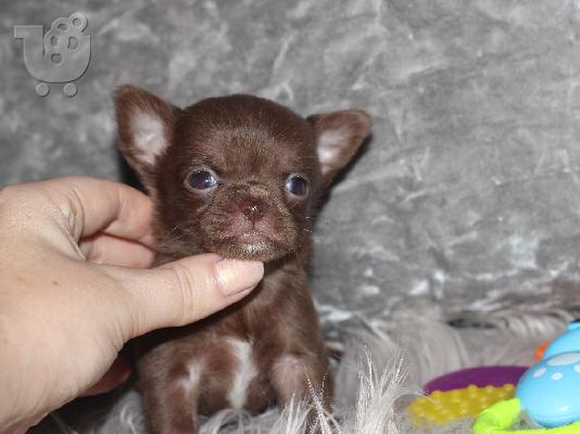 AKC Chihuahua Puppies