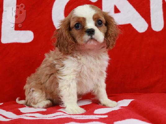 PoulaTo: Cavalier King