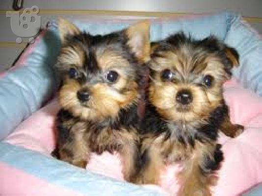 Ποιότητα Tiny Yorkie κουτάβια
