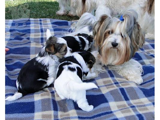 2 χαριτωμένο biewer yorkshire Terrier (αρσενικό και θηλυκό)