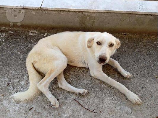 Ημίαιμο Λαμπραντόρ