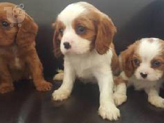 PoulaTo: Αξιολάτρευτο Cavalier King Charles Puppies