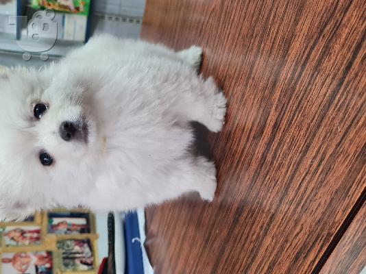 Spitz mini white