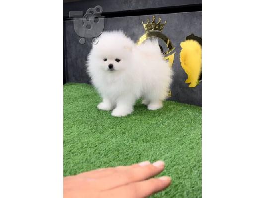 PoulaTo: Teacup Pomeranian puppy
