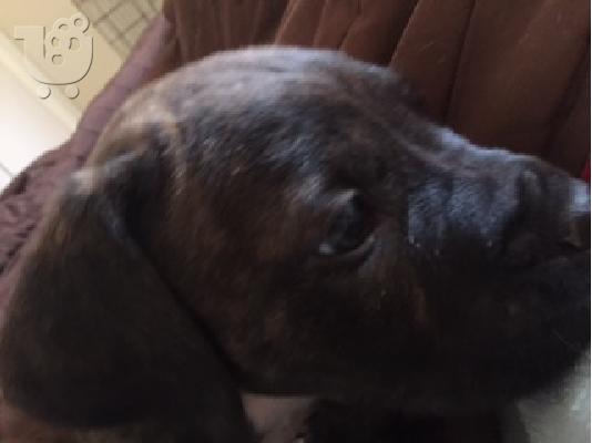 presa canario