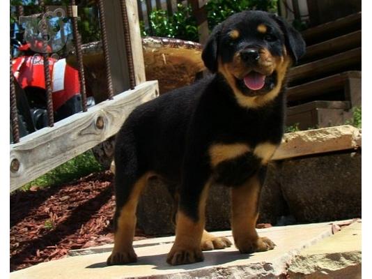 PoulaTo: Αρχική εκπαιδευμένο Rottweiler διαθέσιμο τώρα