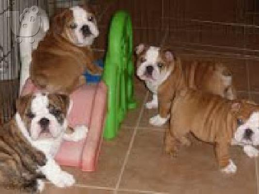 PoulaTo: κουτάβια englishbull για 300 €