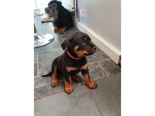 PoulaTo: Όμορφο κουτάβι Rottweiler προς πώληση