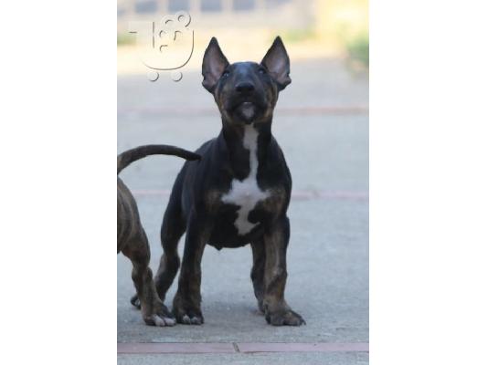 PoulaTo: Bull Terrier κουτάβια