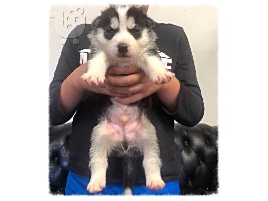 PoulaTo: Όμορφα Pomsky Pups