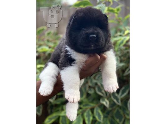 Άνδρες και γυναίκες Akitas