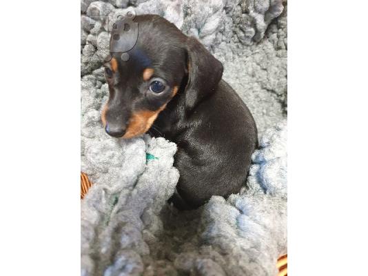 Γλυκότερα κουτάβια Dachshund Διατίθεται προς πώληση