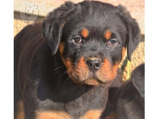 PoulaTo: Νίκαια και υγιή κουτάβια rottweiller διαθέσιμα