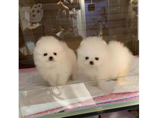 PoulaTo: πομερανός μινι καθαρόαιμα/ Pomeranian Mini