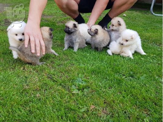 PoulaTo: Ευφυής Pomeranian Pups ** ΔΩΡΕΑΝ ** Εγκρίθηκε