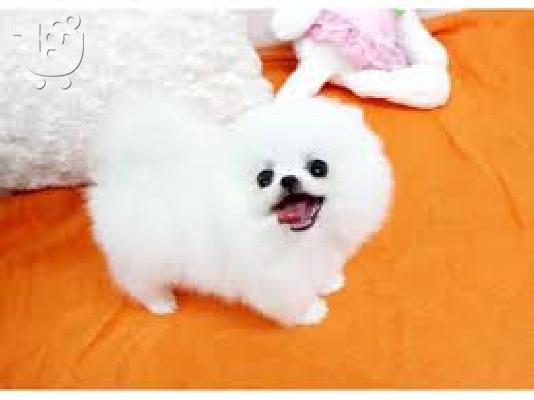 PoulaTo: Pomeranian κουτάβια προς πώληση