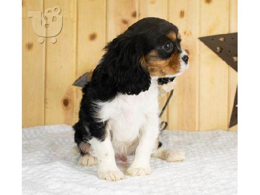 PoulaTo: Κουτάβια Cavalier King Charles Spaniel