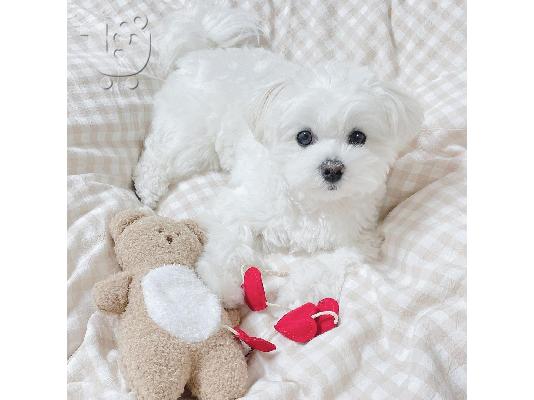 Η Pedigree Maltese Fija γέννησε 4 υγιή κουτάβια