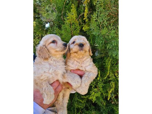 Goldendoodle κουτάβια προς πώληση