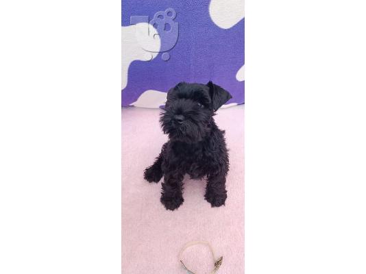 Μινιατούρα Schnauzer κουτάβια