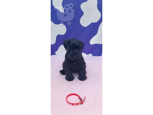 Μινιατούρα Schnauzer κουτάβια