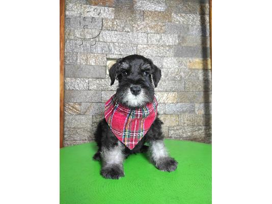 Μινιατούρα Schnauzer ΟΜΟΡΦΑ κουταβάκια