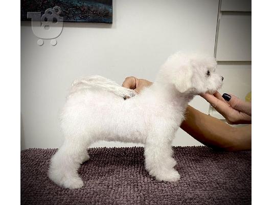 Bichon Frize κουτάβι