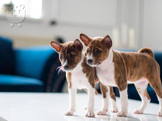 Basenji κουτάβια προς πώληση