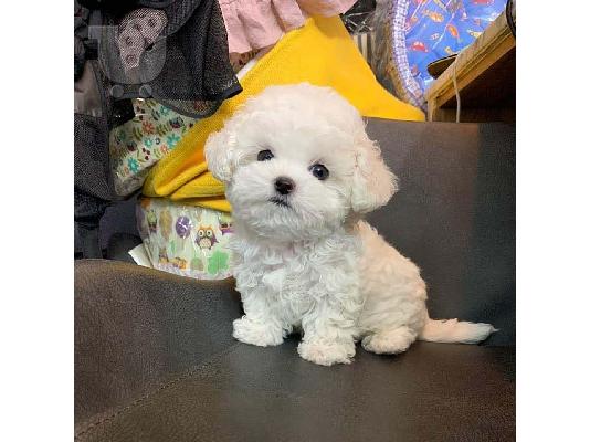 PoulaTo: Pedigree Maltese Fija γέννησε 4 υγιή κουτάβια.