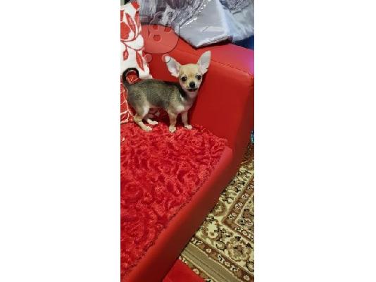 Chihuahua, ένα ποιοτικό μικρό κουτάβι.