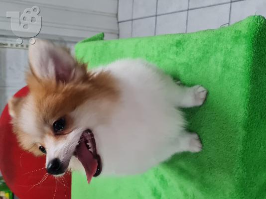 Spitz mini bicolour