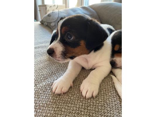 Εκπληκτικά κουτάβια Jack Russell