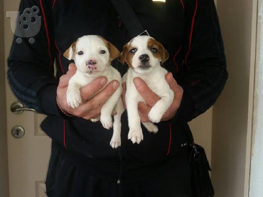 Jack Russell Καθαροαιμα κουτάβια ευκαιρία Αθηνα 6988190151