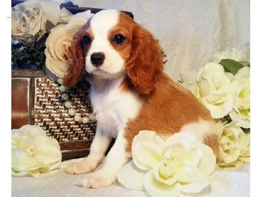 PoulaTo: Καταπληκτικό Cavalier King Charles Spaniel κουτάβια