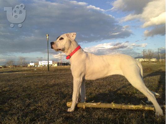 PoulaTo: Dogo Argentino Θηλυκο 2 μηνων εμβολιασμενο.
