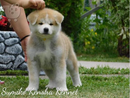 Ιαπωνικά κουτάβια Akita