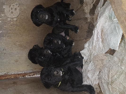 Cane corso/Κανε κορσο