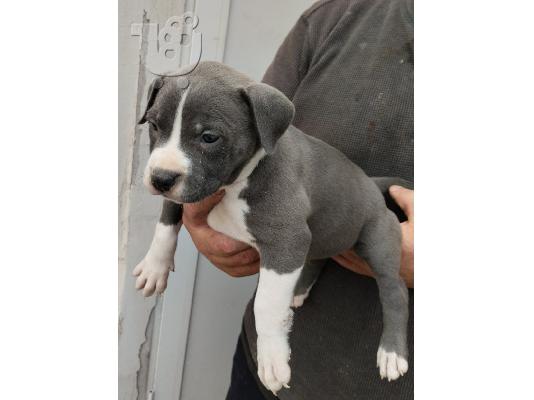 PoulaTo: Pit bull blue - Πιτ μπουλ μπλε