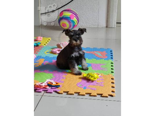 Μινιατούρα Schnauzer