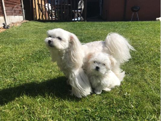 PoulaTo: Maltese
