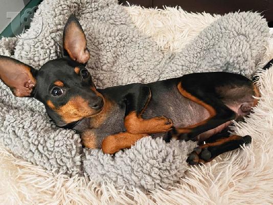 PoulaTo: Pinscher mini
